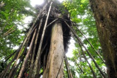 Căn chòi 2m2 trên đỉnh cây cổ thụ của cha con ‘người rừng’
